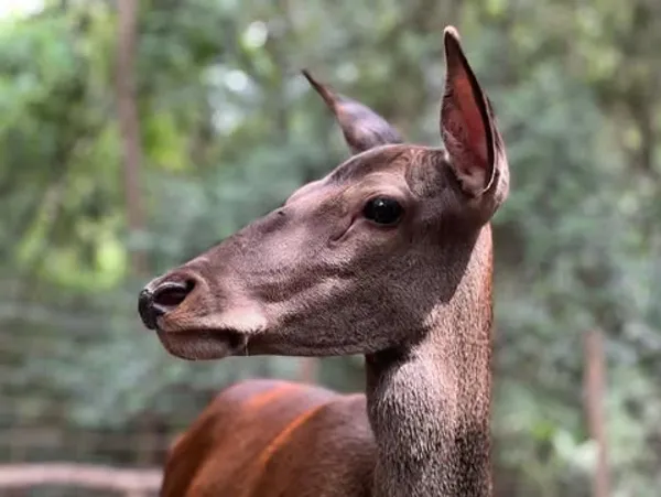 Ciervo Colorado