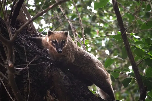 Coatí - foto 2