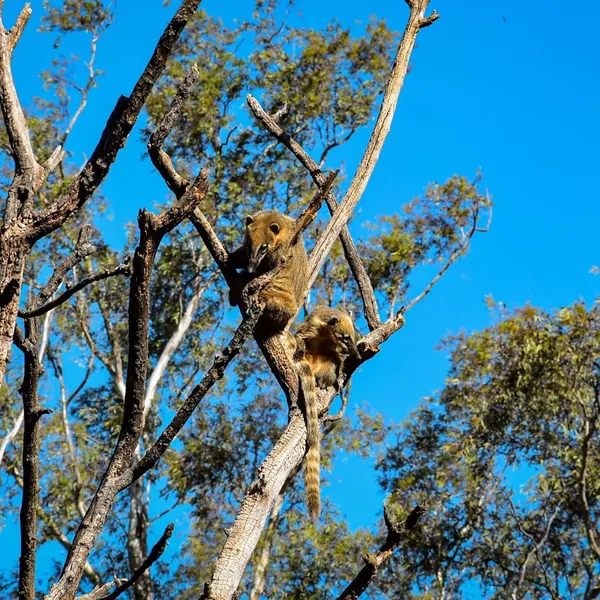 Coatí