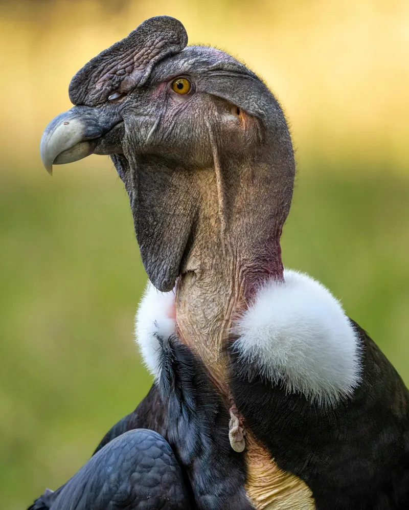 Compromiso con la Vida Silvestre