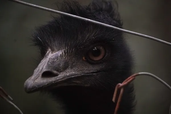 Foto de Emú