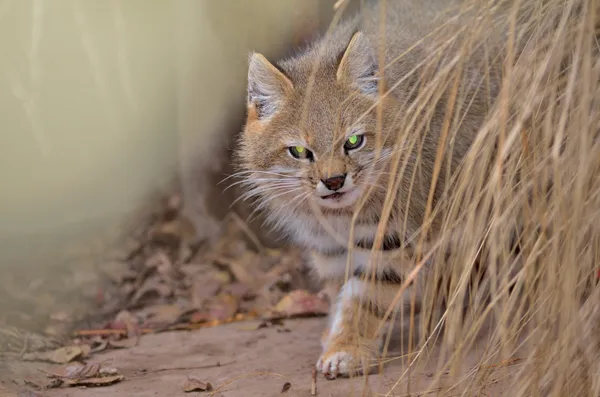 Gato del Pajonal