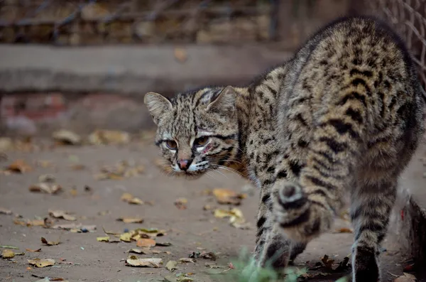 Gato Montés