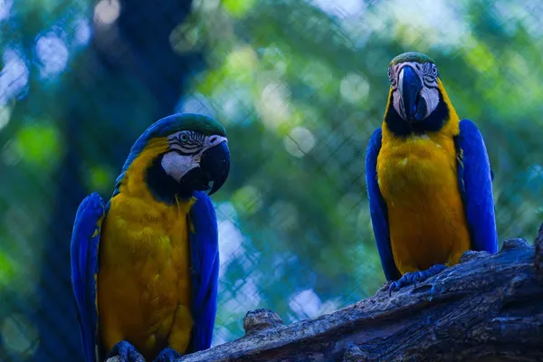 Guacamayo Azul - foto 2