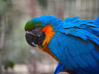 Guacamayo Azul
