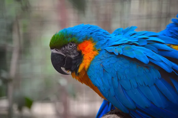 Guacamayo Azul