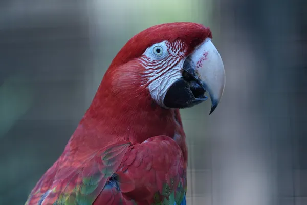 Guacamayo Rojo - foto 2