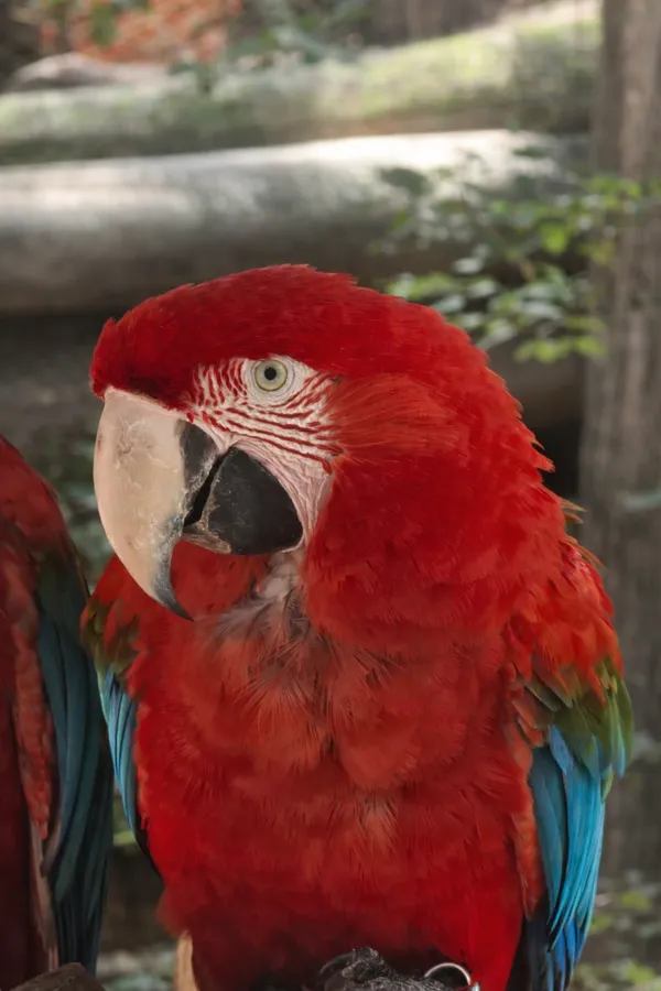 Foto de Guacamayo Rojo