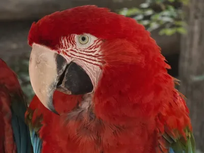 Guacamayo Rojo