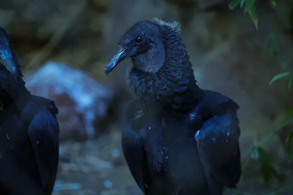 Jote Cabeza Negra - foto 2