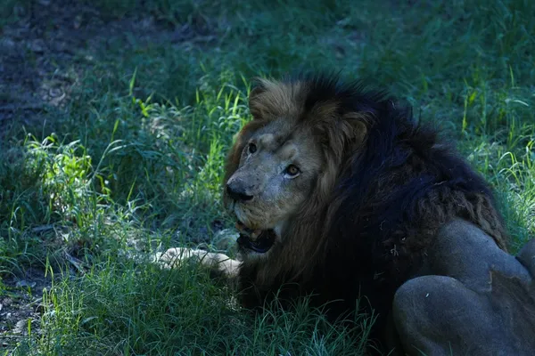 León - foto 2
