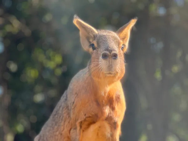 Mara Patagónica