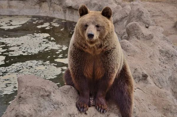 Oso Pardo