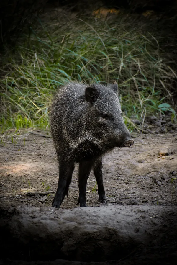 Foto de Pecarí de Collar