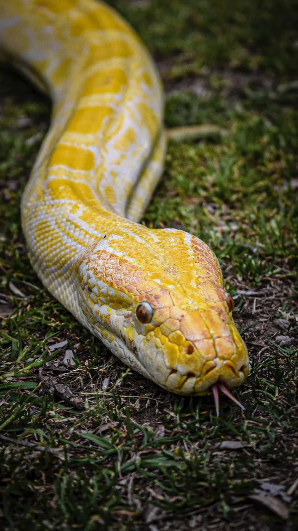 Foto de Pitón Molurus