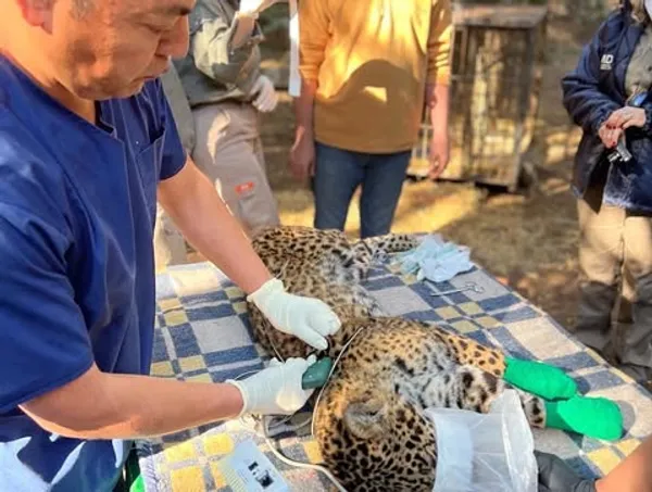 Reproducción de Yaguareté