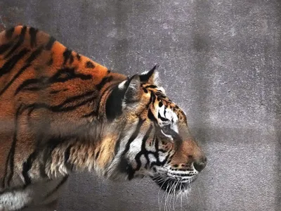 Tigre de Bengala