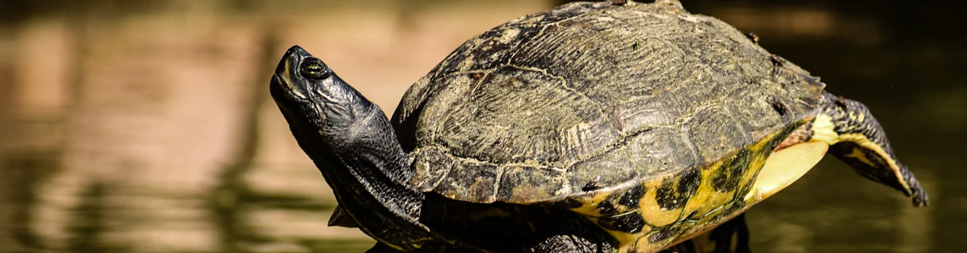 Términos y Condiciones