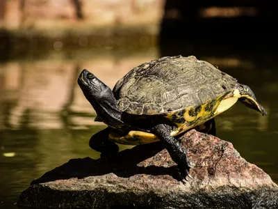 Tortuga de Orejas Amarillas